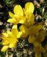 GORSE